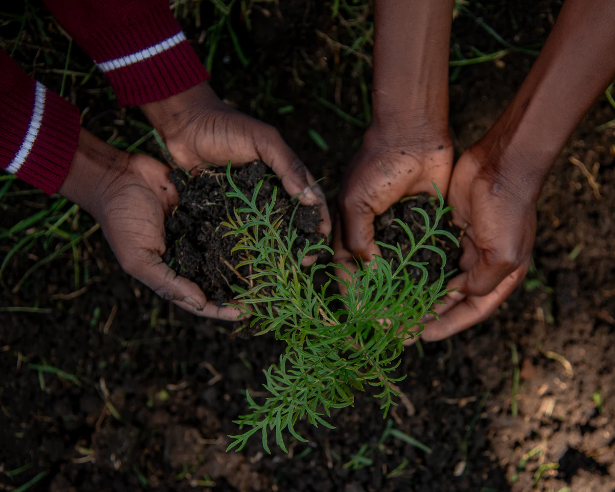 Dos personas plantando una planta
